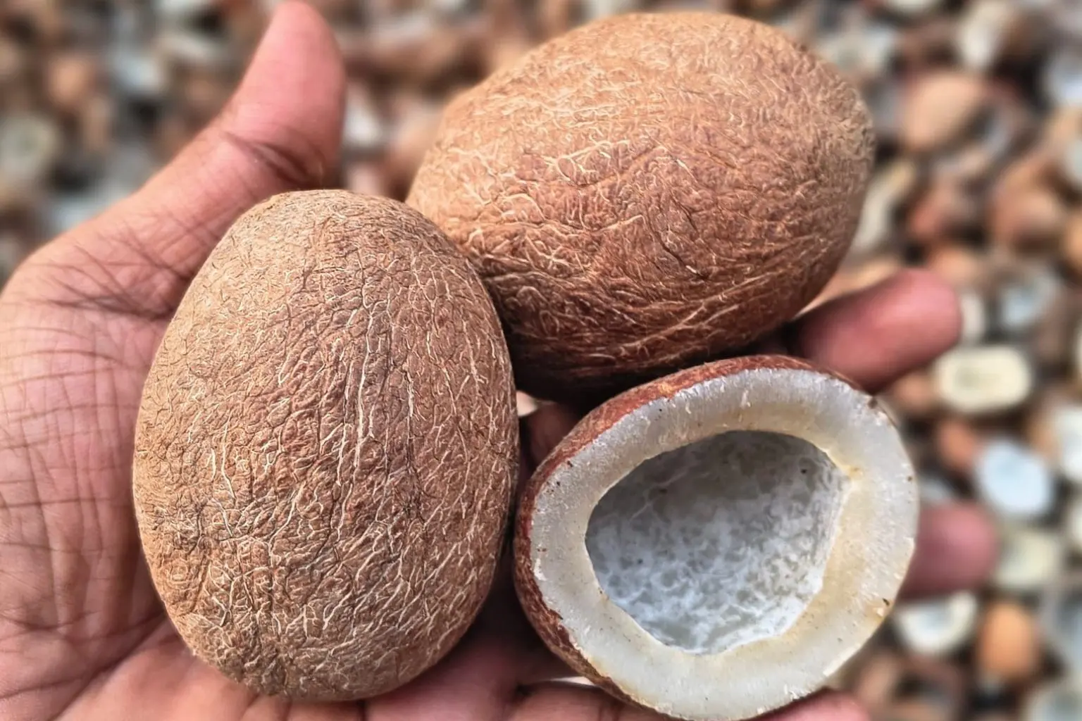 Indian copra dry coconut kernel for export